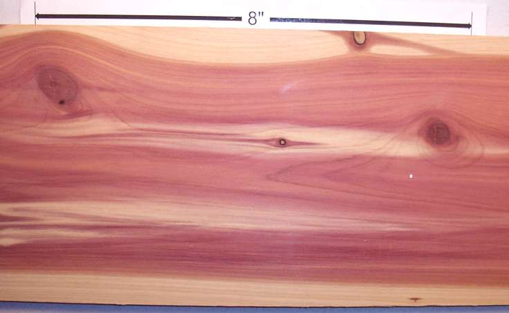 Cedar Aromatic Red 8 Closeup S50 Plh jpg